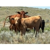 Image 4 : FAB Fabrication - 520# November Delivery Heifer Calves - 115 Head (Burdett, AB)