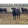 Image 9 : Hegedys Ranching - 1025# June Delivery Heifers - 205 Head (Acme, AB)