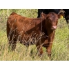 Image 6 : Running M Farms - 540# October Delivery Steer Calves - 41 Head (Airdrie, AB)