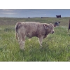 Image 3 : Fred Courtney - 615# October Delivery Steer Calves - 72 Head (Delia, AB)