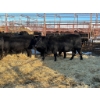 Image 3 : Crooked Creek Ranch - 10 Second Calvers (Pen 519A)