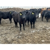 Image 5 : Lazy B Farm & Ranch - 740# March Delivery Steers - 62 Head (Linden, AB)