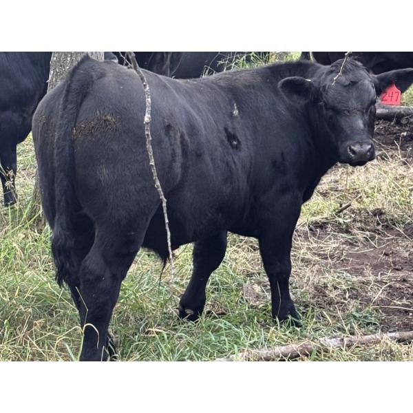 J & S Winchester Cattle Co. - 770# November Delivery Steer Calves - 82 Head (Leslieville, AB)