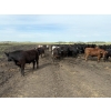 Image 2 : Marketa Land & Cattle - 1250# September Delivery Steers - 50 Head (Botha, AB)
