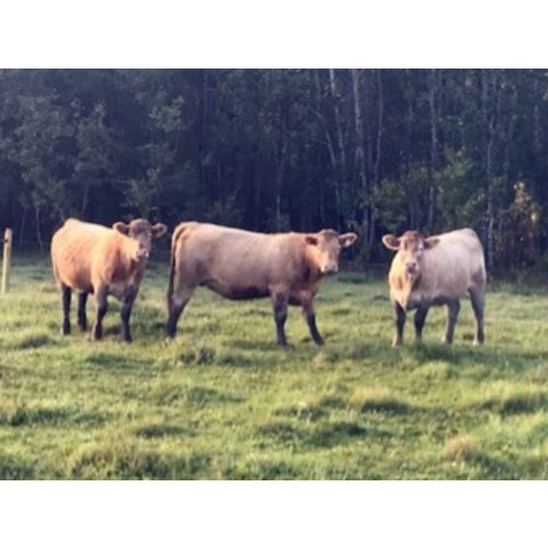 Francis Theuerer - 18 Exotic X February/March Calving Bred Heifers (Lac du Bonnet, MB)