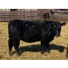 Image 7 : Misty Meadows Ranch - 34 Black Angus X Replacement Heifers (Austin, MB)