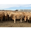 Image 6 : Williamson Farms - 925# February Delivery Heifers - 292 Head (Bow City, AB)