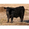 Image 9 : Copperfield Farming - 710# February Delivery Steers - 90 Head (Vauxhall, AB)