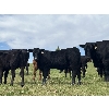 Image 2 : B & B Livestock - 550# Steer Calves - 70 Head (Spruce View, AB)