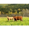 Image 6 : Squaw Valley Ranch - 850# October Delivery Steer Calves - 72 Head (Lumby, BC)