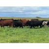 Image 7 : Triangle D Land & Cattle Co. - 825# September Delivery Grass Steers - 95 Head (Hanley, SK)