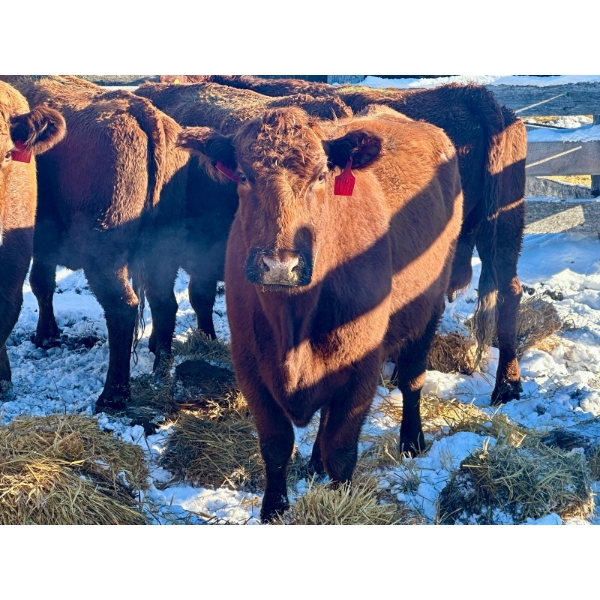 Resch Ranch - 6 Mature Cows (Pen 511)