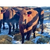 Image 1 : Resch Ranch - 6 Mature Cows (Pen 511)