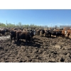 Image 4 : Chipping Hill Cattle Co. - 1000# June Delivery Steers - 60 Head (MacGregor, MB)