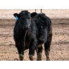 Image 10 : 9X Enterprises - 750# April Delivery Steers - 135 Head (Millicent, AB)
