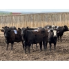 Image 3 : Cunningham Cattle Co. - 900# June Delivery Heifers - 55 Head (Sundre, AB)