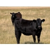 Image 7 : Riverbend Ranch - 825# September Delivery Grass Heifers - 400 Head (Scotfield, AB)
