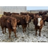 Image 2 : Thorsteinson Land & Livestock Ltd. - 865# January Delivery Steers - 63 Head (Foam Lake, SK) VBP+