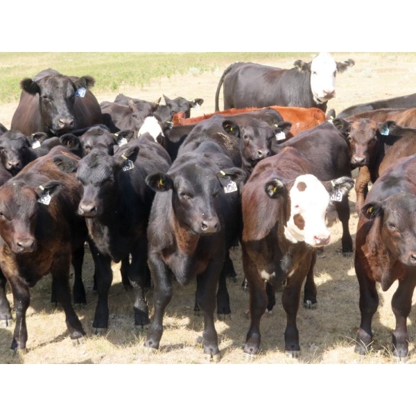 Spring View Ranch Ltd. - 530# Heifer Calves - 50 Head (Beaubier, SK)