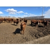 Image 17 : SVM Farms - 630# May Delivery Steers - 67 Head (Vauxhall, AB)