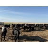 Image 9 : Shark Farms/Hambling Farms - 925# September Delivery Heifers - 275 Head (Nanton, AB)