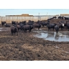 Image 2 : Cattlewood Farms Ltd. - 785# June Delivery Steers - 100 Head (Fincastle, AB)