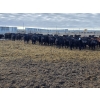 Image 8 : M.S. MacLean Livestock - 870# March Delivery Steers - 163 Head (Coaldale, AB)