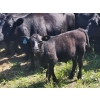 Image 7 : Wunder Farms - 550# October Delivery Steer Calves - 50 Head (Foam Lake, SK)