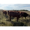 Image 11 : Edgar's Custom Farming Ltd. - 1025# Sept/Oct Delivery Grass Steers - 180 Head (Elkhorn, MB)