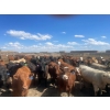 Image 2 : Aart Beekman - 930# May Delivery Heifers - 200 Head (Coaldale, AB)