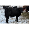 Image 2 : CFH Farms - 770# December Delivery Steer Calves - 80 Head (Eckville, AB)