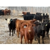 Image 7 : Ron Holmes - 677# March Delivery Heifers - 41 Head (Cochrane, AB)