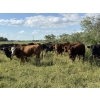Image 23 : Sheldon Reimer - 940# September Delivery Grass Heifers - 325 Head (Cromer, MB)