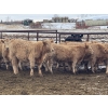 Image 6 : Jeff & Jenise Robertson - 720# February Weaned Steers - 85 Head (Gainford, AB)
