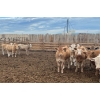 Image 6 : Cattlewood Farms Ltd. - 735# June Delivery Heifers - 57 Head (Fincastle, AB)