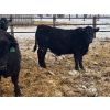 Image 10 : Jay Be Acres Ltd. - 800# February Delivery Steers - 75 Head (Deloraine, MB)