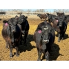 Image 8 : Rob Mossey - 940# April Delivery Steers - 65 Head (Vauxhall, AB)