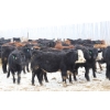 Image 2 : Brock & Garett Thompson - 920# March/April Delivery Steers - 63 Head (Carnduff, SK) VBP+