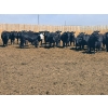 Image 7 : M.S. MacLean Livestock - 1020# May Delivery Steers - 65 Head (Coaldale, AB)