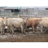 Image 5 : Vossepoel Cattle Co. - 630# December Delivery Weaned Heifers - 250 Head (Tilley, AB)