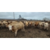 Image 6 : Amber Mountain Farms - 685# July Delivery Heifers - 87 Head (Vauxhall, AB)
