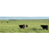 Image 9 : FA7 Ranch - 630# October Delivery Steer Calves - 100 Head (Piapot, SK)