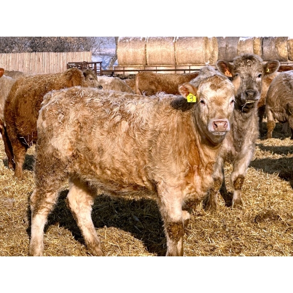 Darcy, Colton & Blake Reinhardt - 850# February Delivery Heifers - 145 Head (Redland, AB)