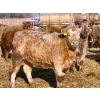 Image 1 : Darcy, Colton & Blake Reinhardt - 850# February Delivery Heifers - 145 Head (Redland, AB)