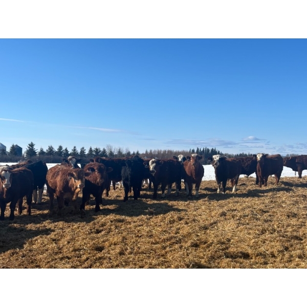 Ten Bar Cattle Co. - 1075# September Delivery Grass Steers - 173 Head (Brownvale, AB)