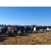 Image 1 : Ten Bar Cattle Co. - 1075# September Delivery Grass Steers - 173 Head (Brownvale, AB)
