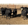Image 6 : Lazy B Farm & Ranch - 690# March Delivery Steers - 45 Head (Linden, AB)