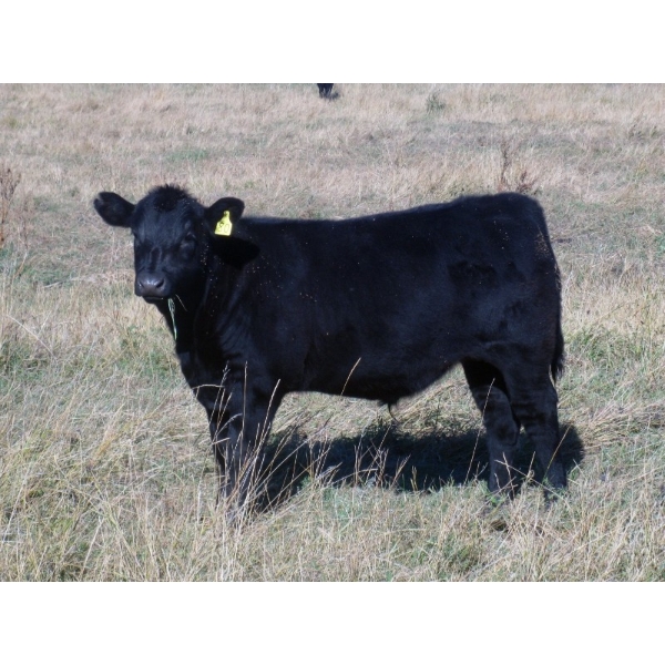 Susy Friesen - 550# October Delivery Steer Calves - 55 Head (Patricia, AB)
