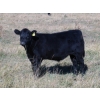 Image 1 : Susy Friesen - 550# October Delivery Steer Calves - 55 Head (Patricia, AB)