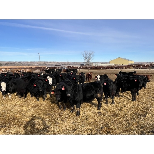 Babcock Livestock - 830# February Delivery Steers - 73 Head (Consort, AB)
